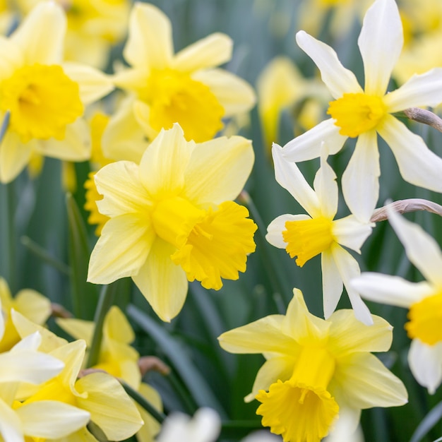 Blooming flowers of different varieties of daffodils closeup