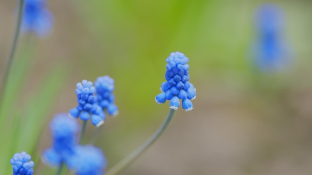 Photo blooming flowers in garden blue grape hyacinth flowers blooming in early spring selective focus