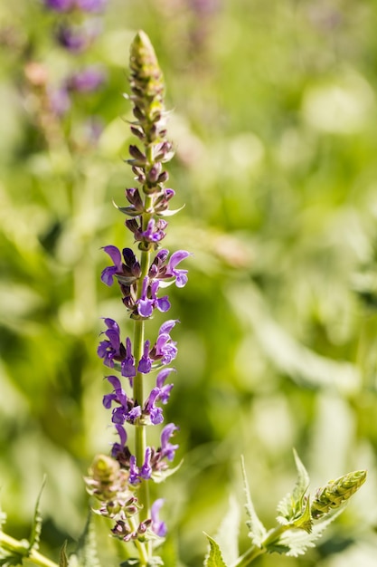 Blooming flowers in the garden in early summer.