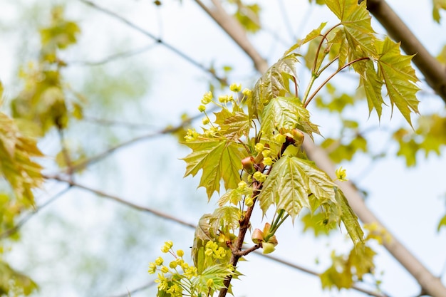 Blooming flowers of maple trees in the springSpring maple panicles of inflorescencesYellow maple flowers Spring Background