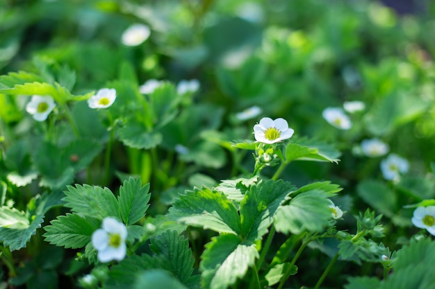 Blooming flowers on strawberry bushes in the garden