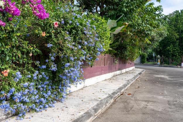 Blooming flowers at the wooden fence.