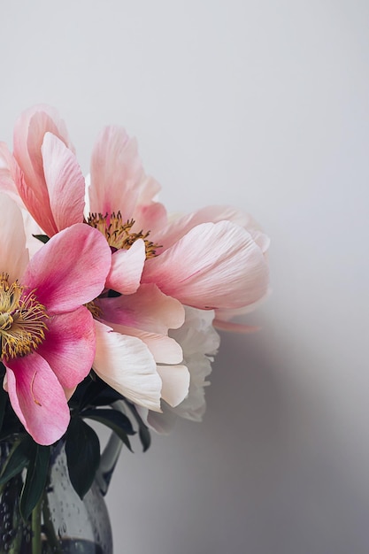 Blooming fluffy white pink peony flower bouquet on elegant minimal pastel beige background Creative floral composition Stunning botany wallpaper or vivid greeting card