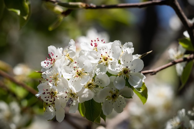 Blooming fragrant apple tree in a spring garden on a sunny day. Lots of green leaves. Fresh clean air away from the city.