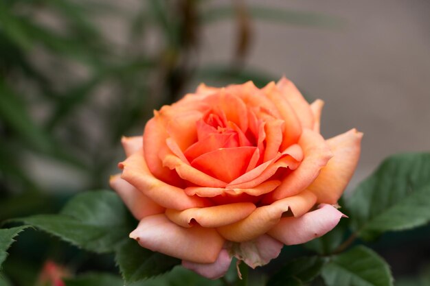 blooming fresh tea rose closeup