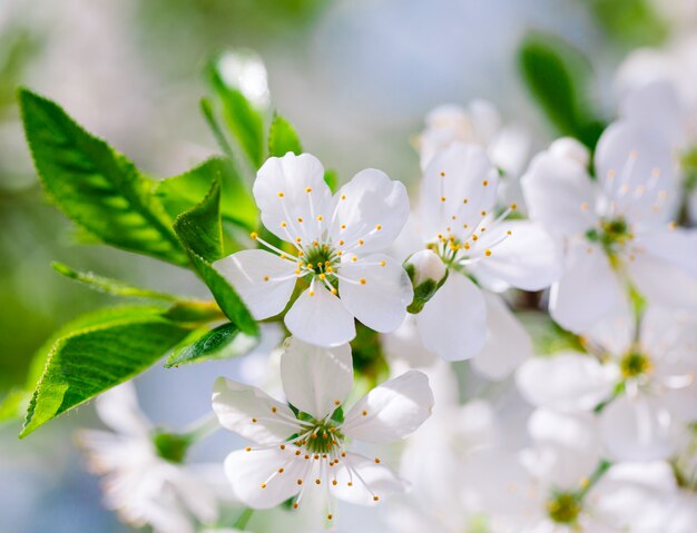 Blooming fruit tree in the garden.