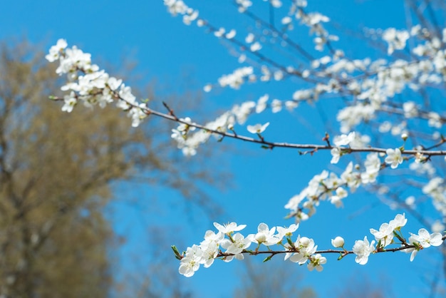 Blooming fruit trees in the garden