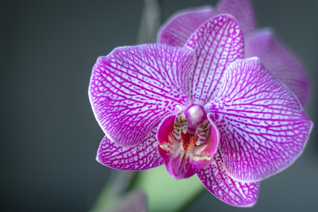 Blooming fuchsia orchid Flower close up Petals pattern Exotic plant