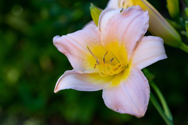 Photo blooming garden daylily with pink petals in summer closeup photo on a green background