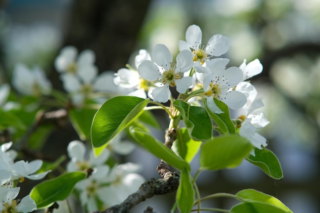 Blooming garden flowering pear branch flower closeup