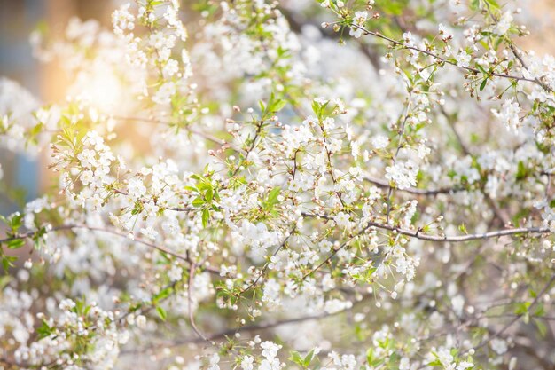 Blooming garden gardens Apple blossom