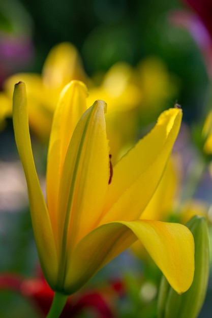 Blooming garden lily with yellow petals in a summer sunset light macro photography