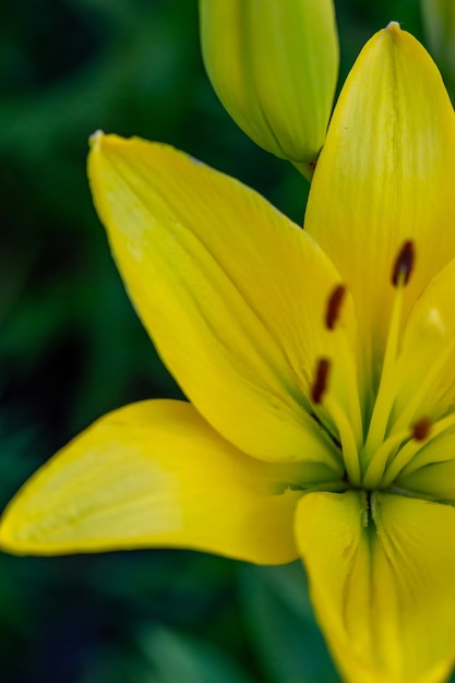 Blooming garden lily with yellow petals in a summer sunset light macro photography