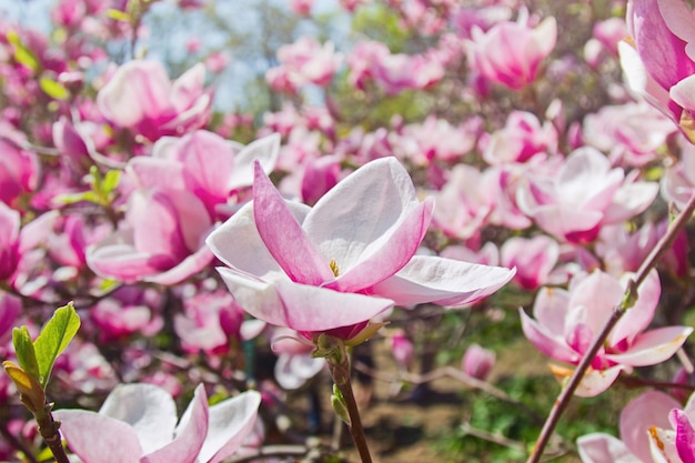 Blooming garden of magnolia trees