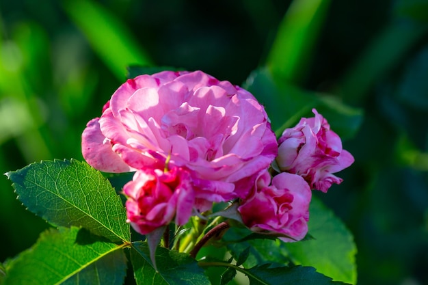 Blooming garden rose flower with pink petals macro photography on a sunny summer day.