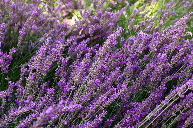 Blooming gardens lilac lavender branches spring bloom