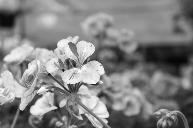 Blooming geranium black and white photo