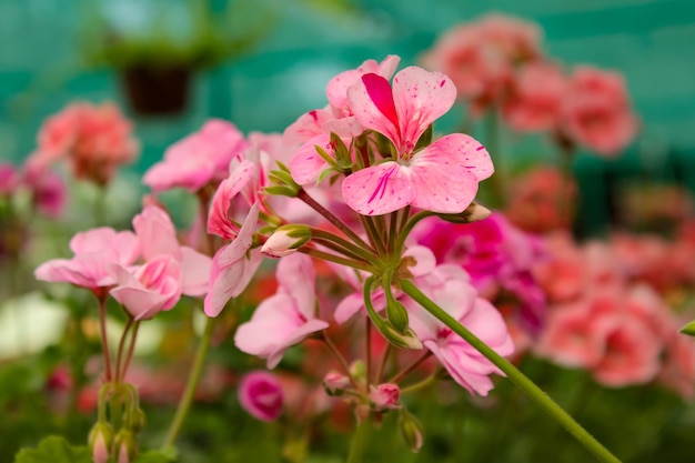 Blooming geranium varios colors