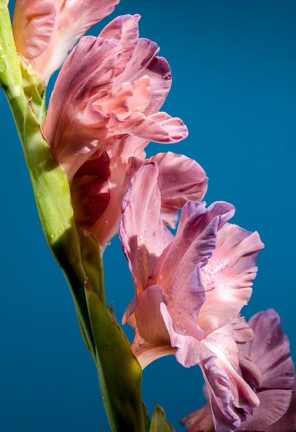 Photo blooming gladiolus chocolate on a blue background