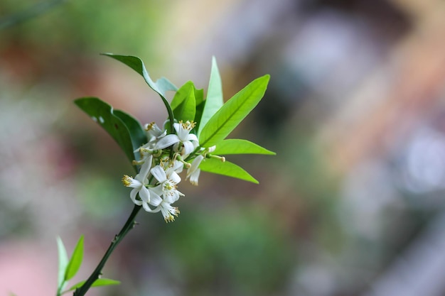 Blooming Grapefruit Flower on the tree