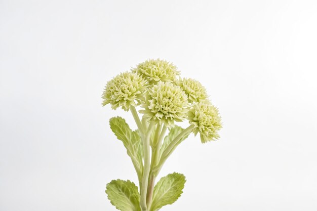 Blooming Green Chrysanthemums on a White Background