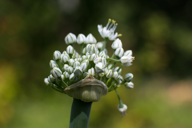 Blooming green onions with white flowers Onion seeds onion flower