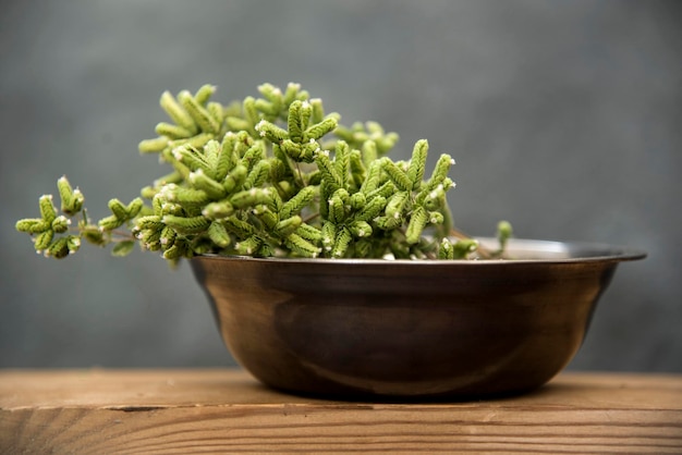 Photo blooming green oregano in steel bowl