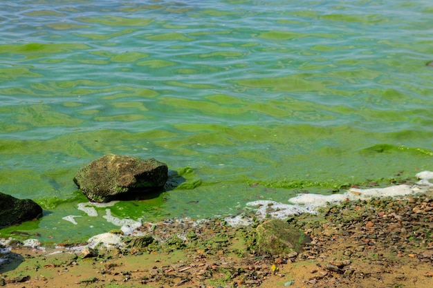 Blooming green water Green algae polluted river