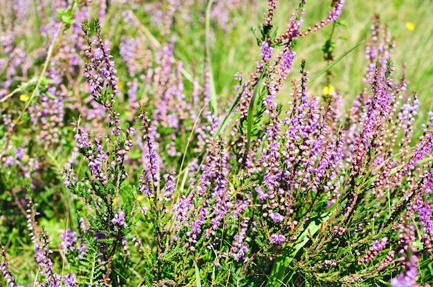 Blooming heather flowers on the green meadow