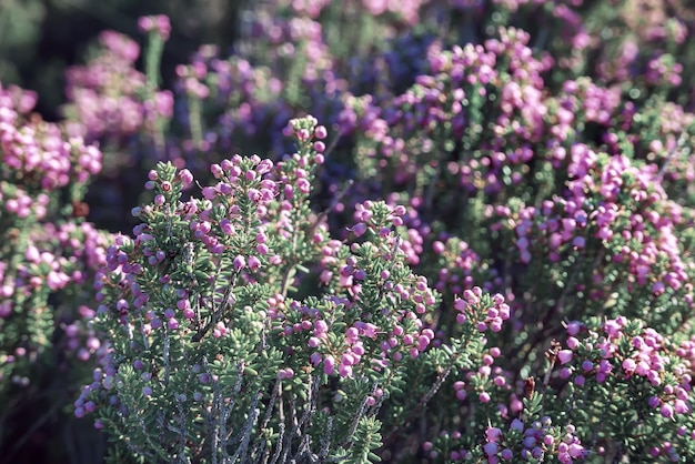 Blooming heather flowers