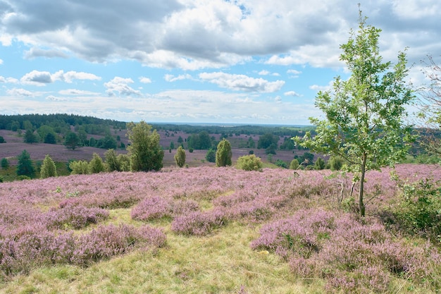 Blooming heathland flowers in a autumn day at luneburg heath