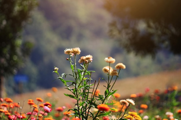 Blooming Helichrysum bracteatum Willdflowers or Straw flower, Everlasting flowers in natural sunlight.