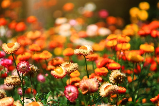 Blooming Helichrysum bracteatum Willdflowers or Straw flower Everlasting flowers in natural sunlight