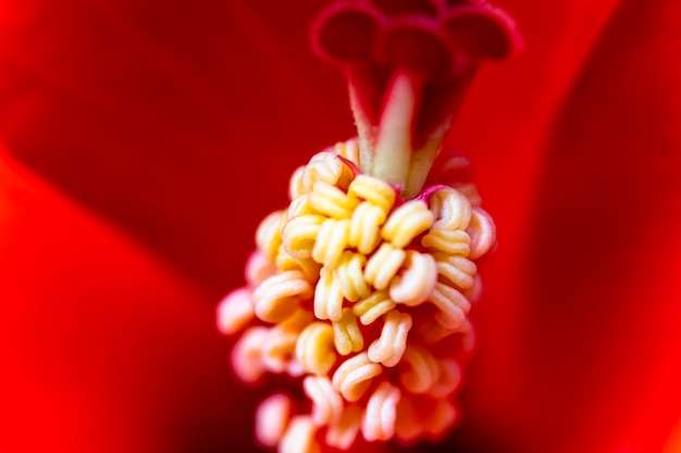 Blooming hibiscus flower CloseUp Of Red Hibiscus Flower