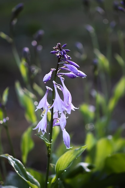 Blooming Hosta plant purple flowers in summer garden Hosta Lancifolia