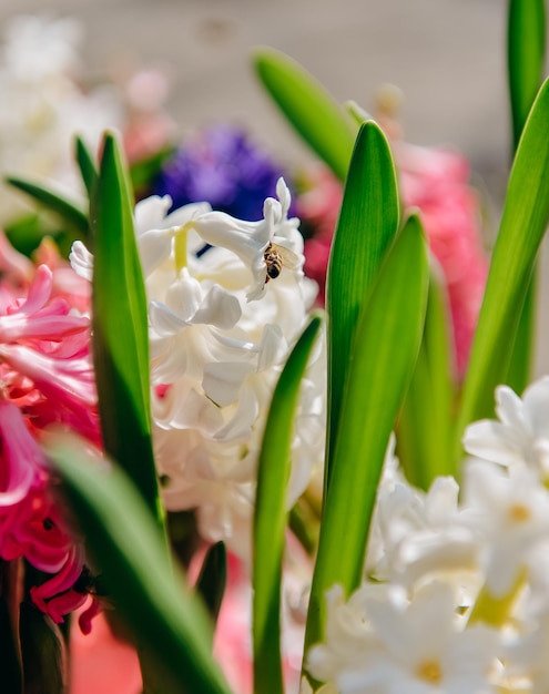 Blooming hyacinth in the spring in the garden Cultivation of hyacinths in a greenhouse Symbol of spring holidays