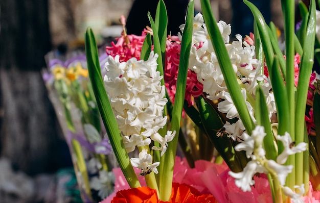 Blooming hyacinth in the spring in the garden Cultivation of hyacinths in a greenhouse Symbol of spring holidays