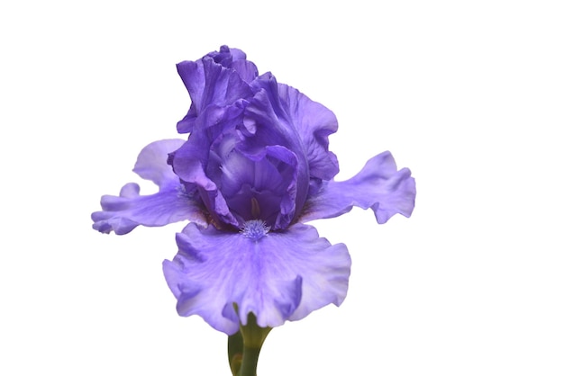 Blooming iris flower isolated on white background. Summer. Spring. Flat lay, top view. Floral pattern. Love. Valentine's Day