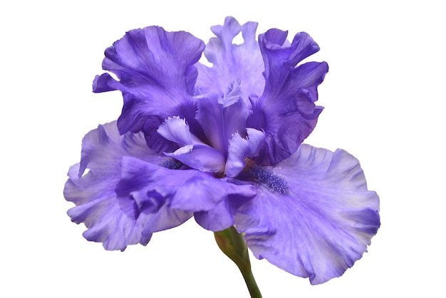 Blooming iris flower isolated on white background. Summer. Spring. Flat lay, top view. Love. Valentine's Day