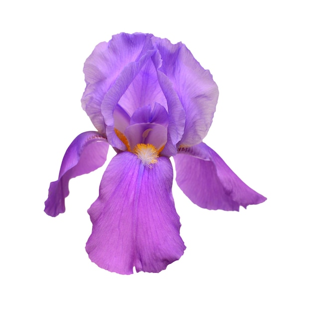 Blooming iris flower isolated on white background. Summer. Spring. Flat lay, top view. Love. Valentine's Day