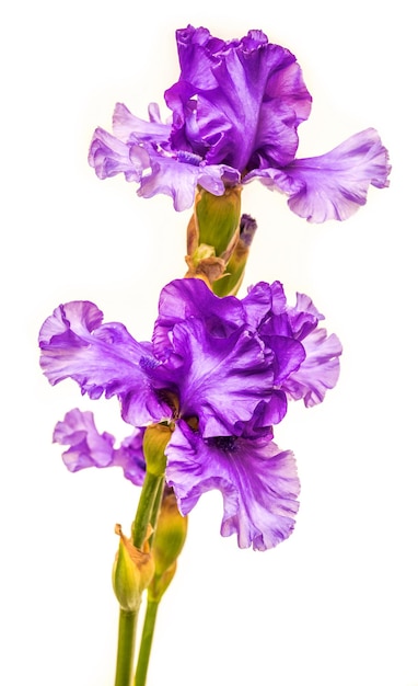 Blooming iris flower isolated on white background