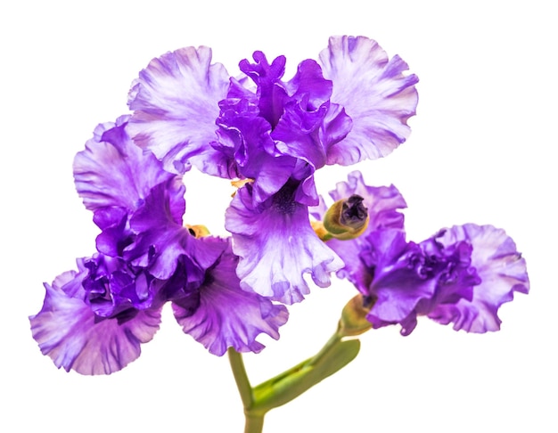 Blooming iris flower isolated on white background