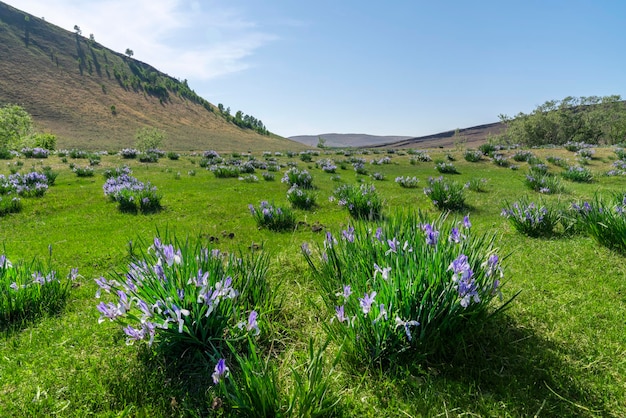 Blooming iris flowers in a green field in the steppe at the foot of the hills of the mountains in kh