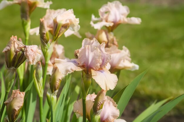 Blooming iris flowers in summer garden background Beautiful cultivated flowers