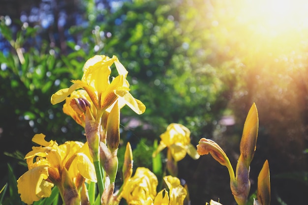 Blooming irises in the garden at sunset light