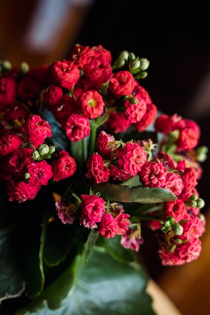 Blooming Kalanchoe closeup Red flowers of Kalanchoe