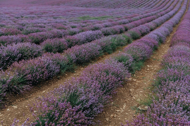 A blooming lavender field. Floral purple background