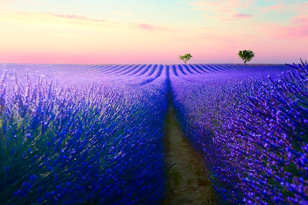 Blooming lavender fields at sunset in Valensole Provence France Beautiful summer landscape Famous travel destination