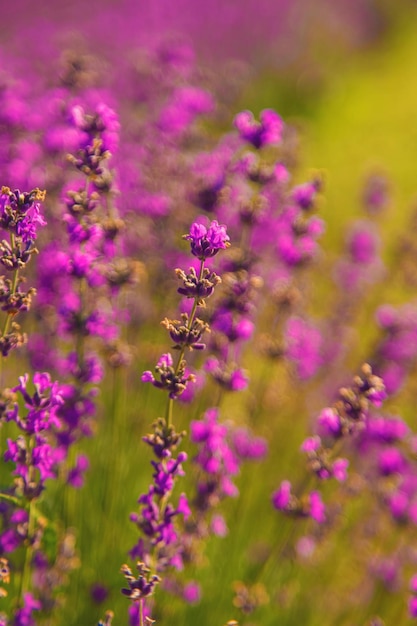 blooming lavender flowers on the field Selective focus Nature