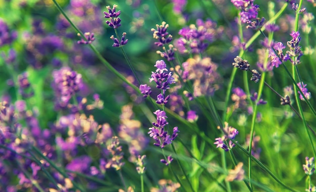 Blooming lavender in the garden. Selective focus. Nature.